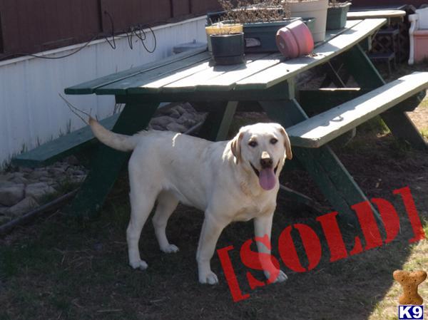 AKC Champion Bloodline Lab pups Xmas Pups